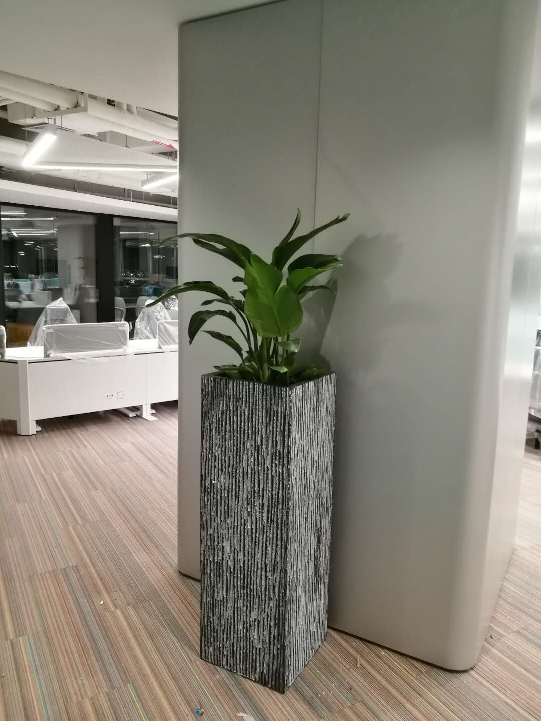 大型綠植